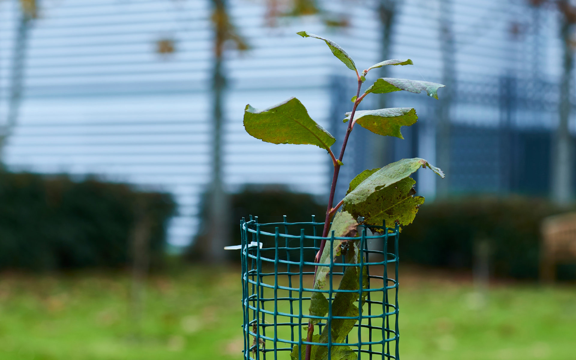 Tree sapling